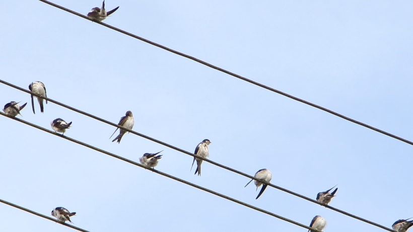 Zugvögel fliegen über die Gemeinde