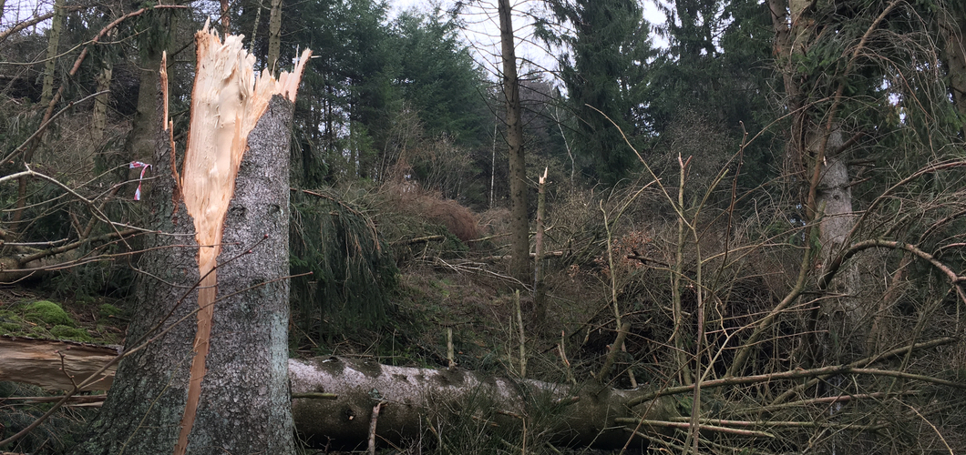 Waldwege sind wieder begehbar