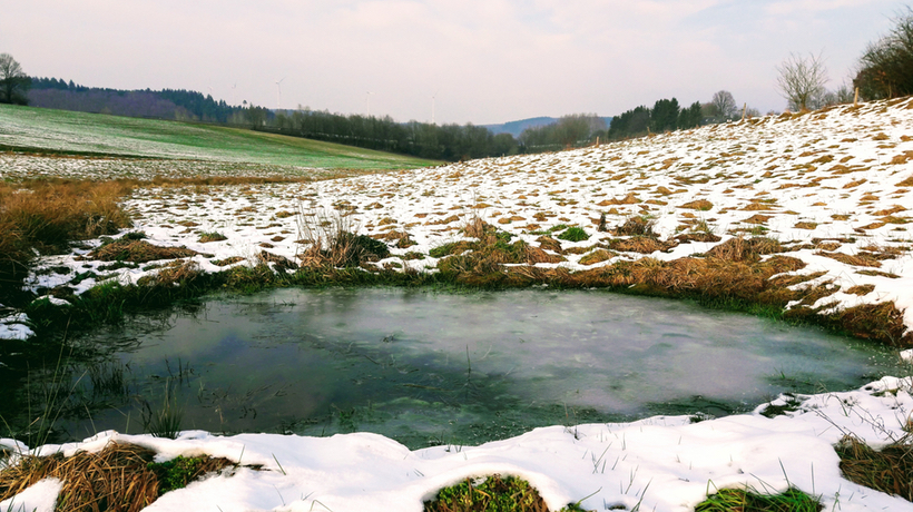 Flachwasserteiche sollen entgrast und geschlossen werden