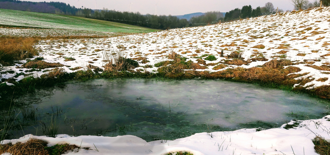 Flachwasserteiche sollen entgrast und geschlossen werden