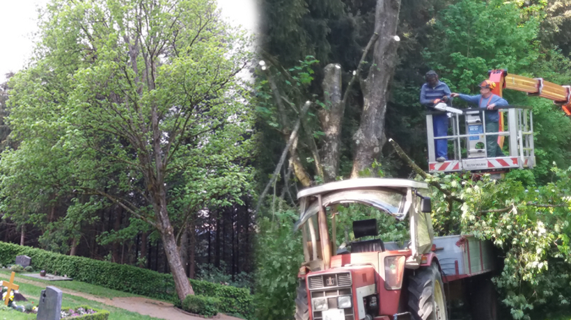 Baum auf Friedhof fällt