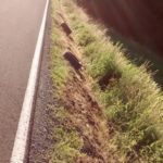 Autoreifen illegal entsorgt