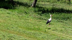 Erneut Storch in Schmissberg gesichtet