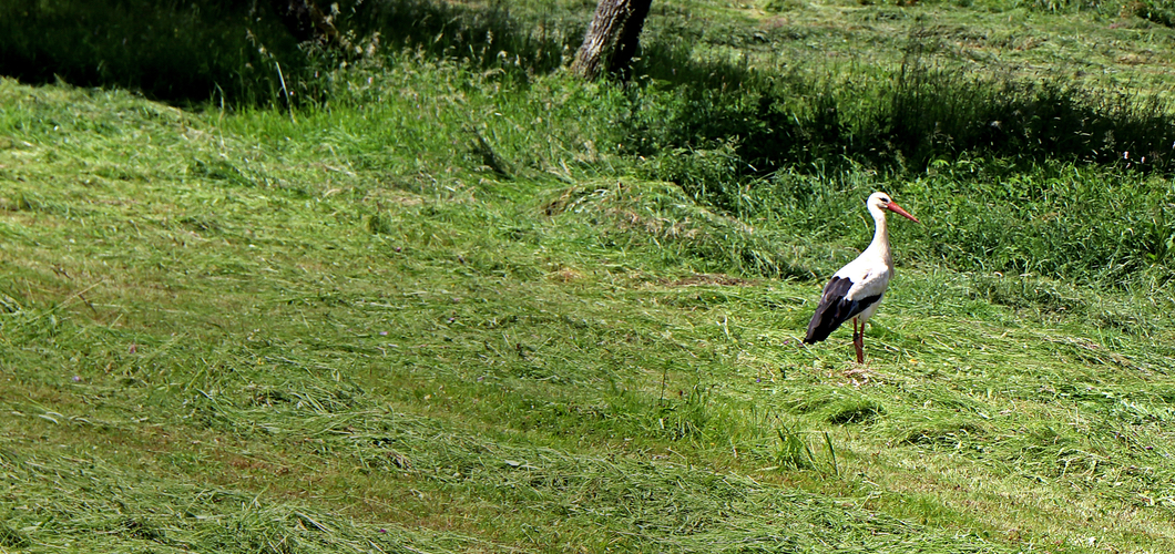 Erneut Storch in Schmissberg gesichtet