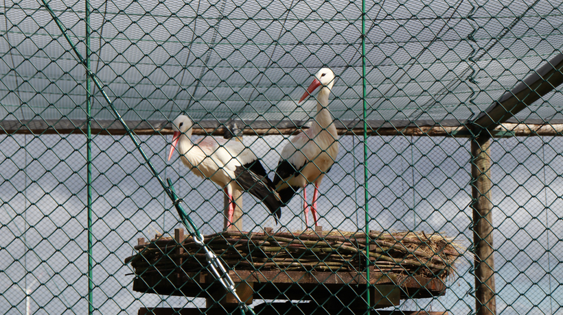 Bilder des Wanderweges "Im Land von Milan, Storch und Co."