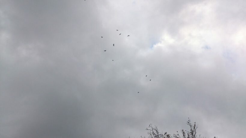 Zugvögel fliegen über die Gemeinde