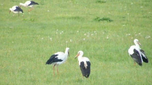 Zugvögel fliegen über die Gemeinde