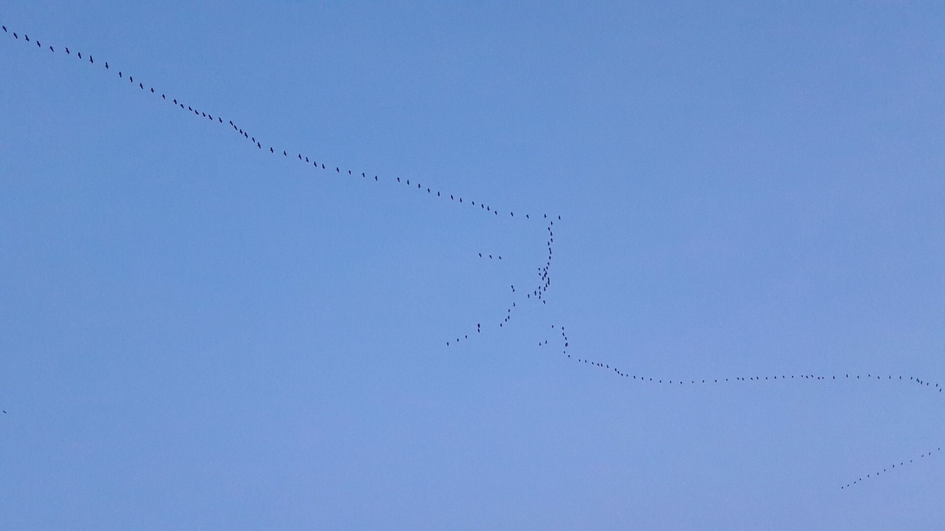 Zugvögel fliegen über die Gemeinde