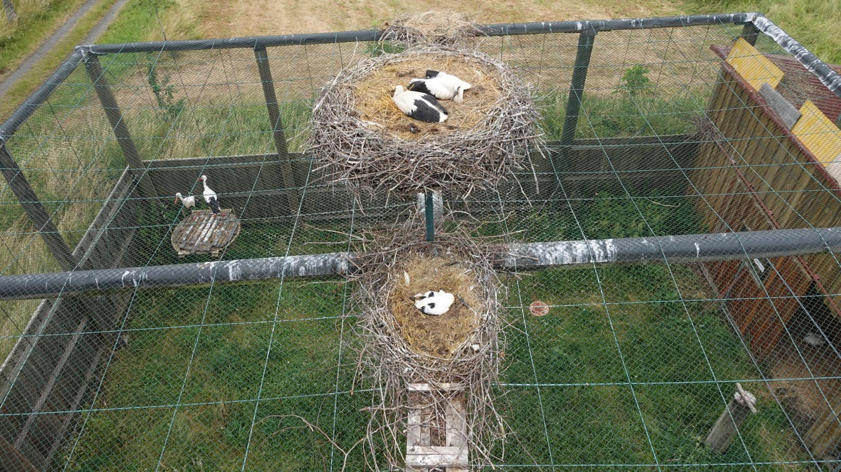 Mittlerweile haben auf dem Dach der Schmißberger Storchenvoliere Störche Nester gebaut.